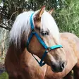 Nylonriimu Black Edition Classic sininen Equitare - Hevosen nylonriimut - 047982 - 2