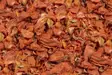 Porkkanaviipaleet 125g Nature JR Farm - Pieneläinten herkut ja namipalat - 044552 - 2