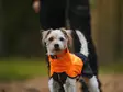 Sademantteli Fjord 2.0 oranssi-musta Non-stop dogwear - Koiran manttelit - 059632 - 6