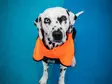 Sademantteli Fjord 2.0 oranssi-musta Non-stop dogwear - Koiran manttelit - 059632 - 3