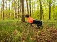 Sademantteli Fjord 2.0 oranssi-musta Non-stop dogwear - Koiran manttelit - 059632 - 5