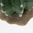 Tekokaktus Echinocactus 2 Green Terra Della - Terraarion tarvikkeet ja kuivikkeet - 059432 - 2