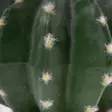 Tekokaktus Echinocactus 2 Green Terra Della - Terraarion tarvikkeet ja kuivikkeet - 059432 - 4