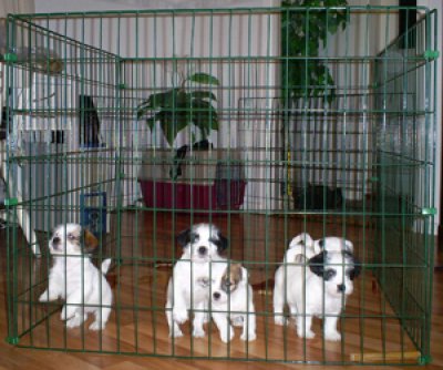 Aitaelementit vihreä 4kpl 72x90x72cm Oza - Koira-aitaukset - 010292 - 1