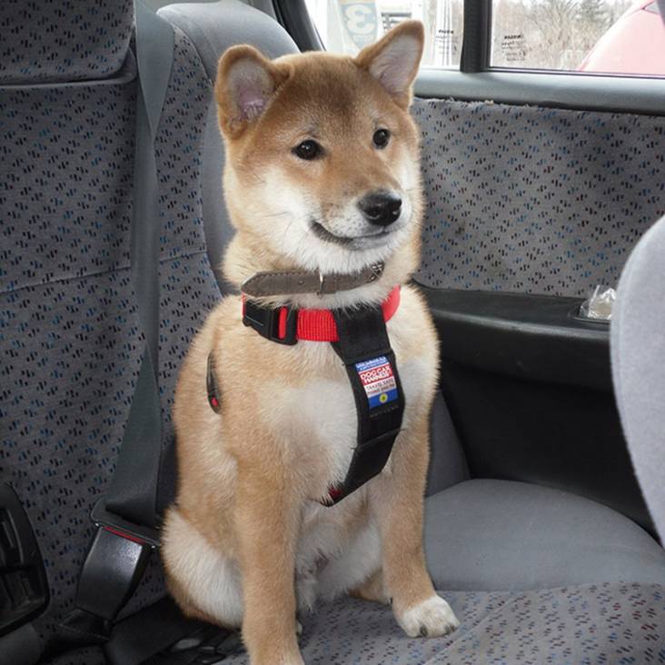 Turvavyövaljas puna/musta Hi-Craft - Koiran turvavaljaat ja liittimet - 001812 - 1