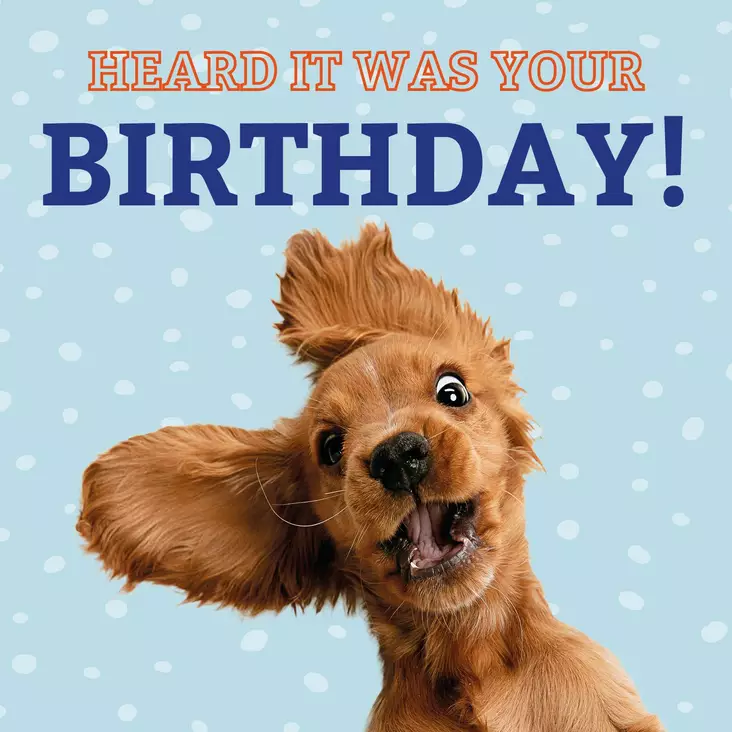 Kortti 13,7x13,7cm Heard it was your Birthday! / spaniel - Lahjatavarat - 059122 - 1