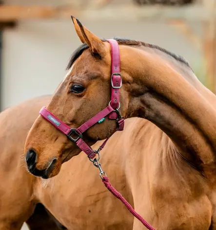 Nylonriimu + riimunaru 2m Amigo mulberry Horseware - Hevosen nylonriimut - 056343 - 2