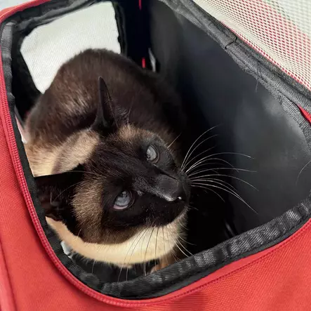 Kuljetuslaukku Trail Transport Orange 48x25x32cm Duvo+ - Koiran pyöräkorit ja kantokassit - 054263 - 2