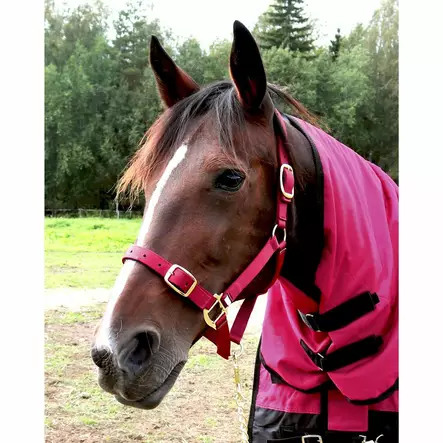 Nylonriimu turvalta avattava viininpunainen Equitare Pro - Hevosen nylonriimut - 056443 - 2