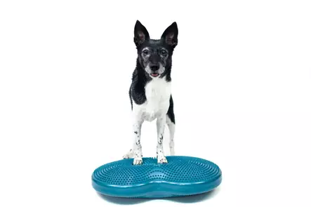 Tasapainoalusta Duo Disc 60x33x7cm turkoosi FitPaws - Koiran aktivointilelut - 060143 - 1
