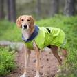 KevytPomppa Lime - Koiran manttelit - 036203 - 2