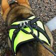 Liivivaljas Hali musta - keltainen FinNero - Koiran Y-valjaat - 036063 - 6