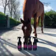 Canter Mane & Tail hoitoaine spray Carr & Day & Martin - Hevosen hoito-, ja kiillotusaineet - 030033 - 3