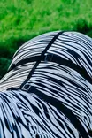 Ihottumaloimi Zebra Riding World - Hevosen hyönteis- ja UV-loimet - 052593 - 5