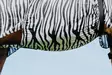 Ihottumaloimi Zebra Riding World - Hevosen hyönteis- ja UV-loimet - 052593 - 4