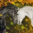 Kortti 13.7x13.7cm Loving Horses - Lahjatavarat - 059133 - 1