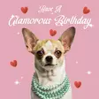 Kortti 13,7x13,7 Have a Glamorous Birthday / chihuahua - Lahjatavarat - 059123 - 1