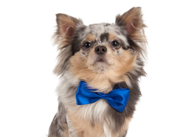 Kaularusetti KPL nauha kiinnitys värimix - Lenkit, rusetit, klipsit, koristeet - 011783 - 1