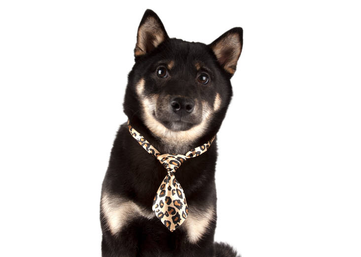 Kravatti 12cm/20-45cm KPL mix ShowTech - Lenkit, rusetit, klipsit, koristeet - 032483 - 1