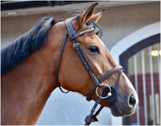 Suitset Clincher mustat PONY Dy'on Working - Ratsuhevosen suitset ja turpahihnat - 024323 - 1