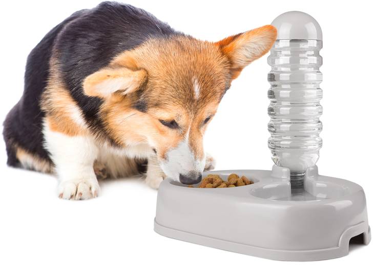 Vesi- ja ruoka-automaatti Alun 850ml harmaa Flamingo - Koiran ruokinta- ja vesiautomaatit - 035533 - 1