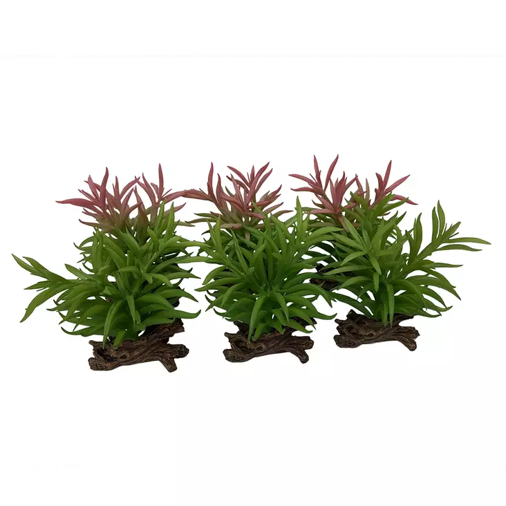 Tekokasvi Crassula 13x10,5x16cm Terra Della - Terraarion tarvikkeet ja kuivikkeet - 054203 - 1