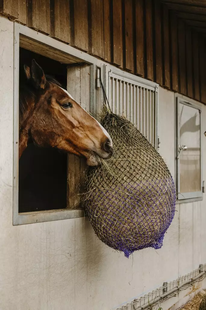 Heinäverkko Fine 125cm silmäkoko 3cm musta-lila Hippotonic - Hevosen ruokinta-astiat ja ämpärit - 051013 - 1