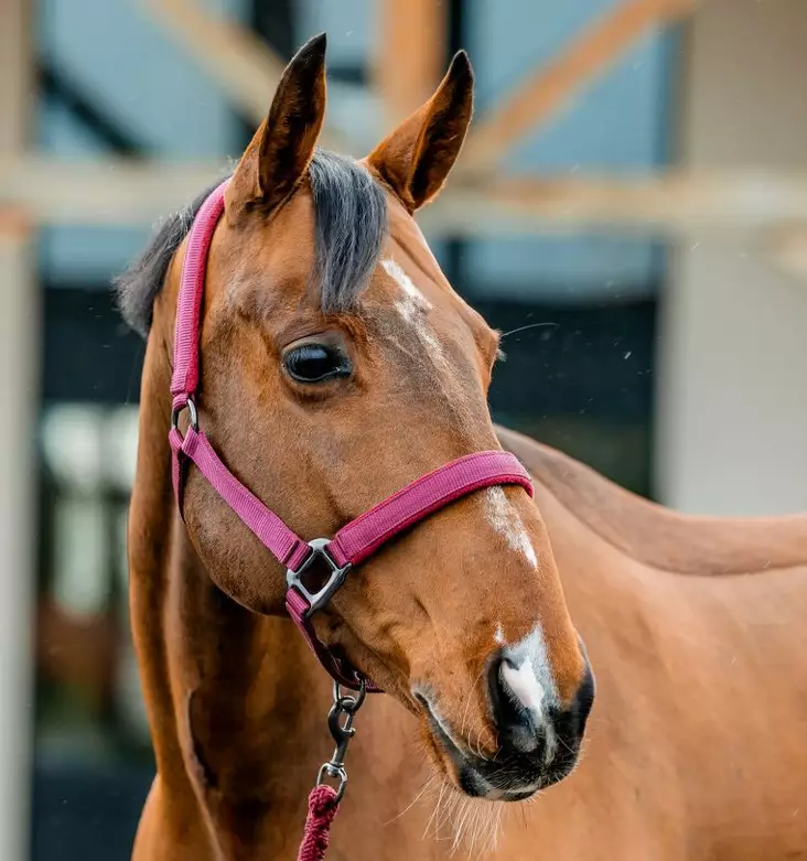 Nylonriimu + riimunaru 2m Amigo mulberry Horseware - Hevosen nylonriimut - 056343 - 1