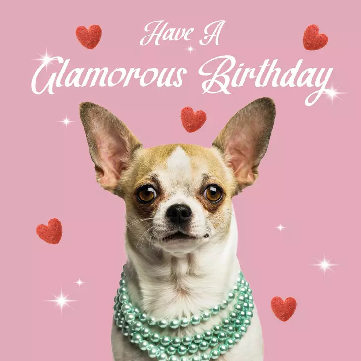 Kortti 13,7x13,7 Have a Glamorous Birthday / chihuahua - Lahjatavarat - 059123 - 1