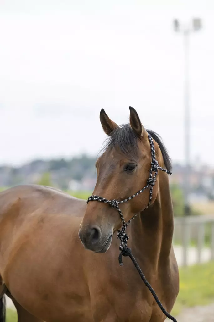 Naruriimu+naru 2,5m ECO Ethological FULL musta-valko-hopea Norton - Hevosen nylonriimut - 052053 - 1