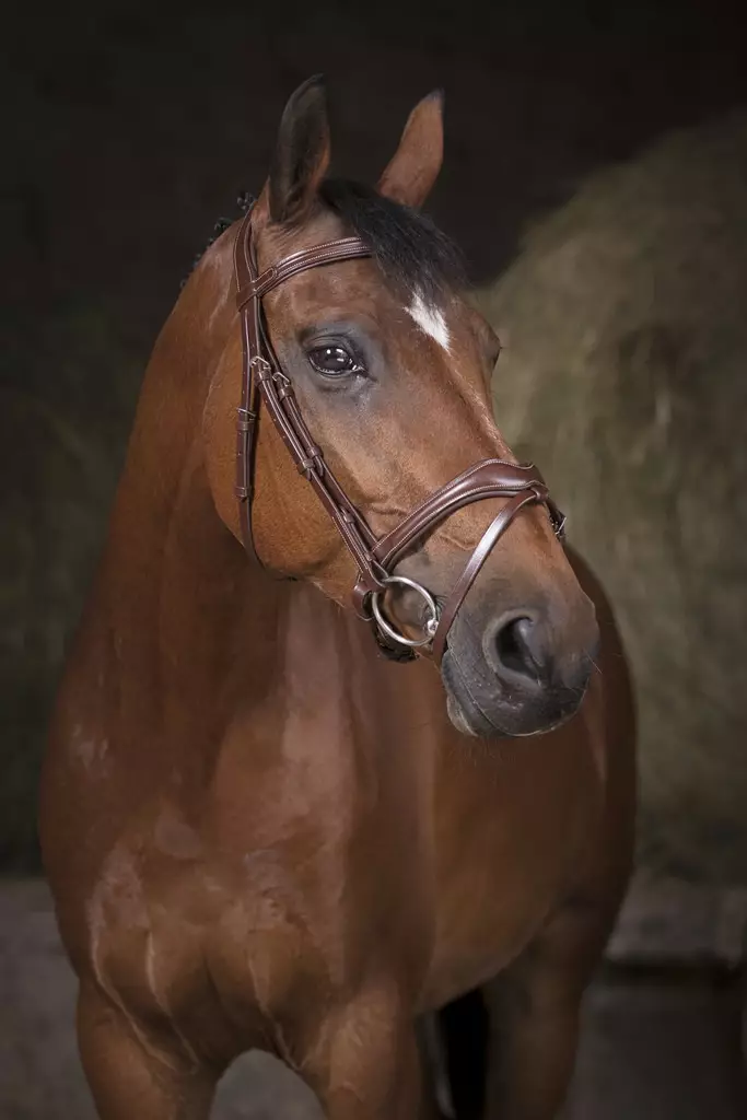 Suitset Vogue havana Norton Pro - Ratsuhevosen suitset ja turpahihnat - 050983 - 1