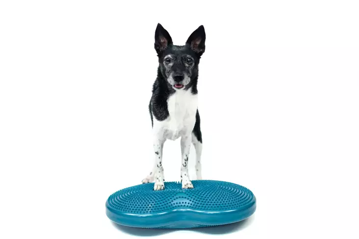 Tasapainoalusta Duo Disc 60x33x7cm turkoosi FitPaws - Koiran aktivointilelut - 060143 - 1