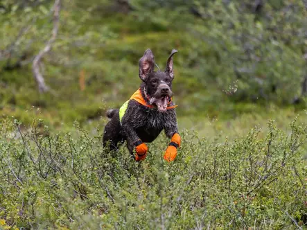 Huomioliivi Protector Cover 2.0 oranssi Non-stop dogwear - Koiran heijastimet ja turvavalot - 059644 - 2