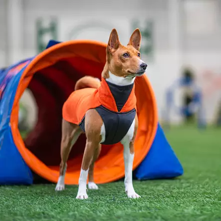 JumppaPomppa Habanero - Koiran manttelit - 054854 - 2
