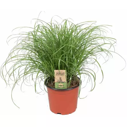 Kissanruoho muoviruukussa 13cm PetPlant - Kissan herkut ja makupalat - 056194 - 1