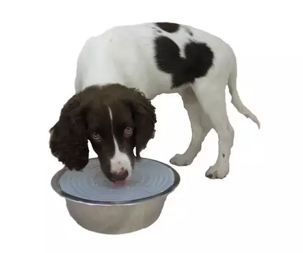 Loiskumiseste Drool Stop kansi 14-24cm - Koiran muovi- ja melamiinikupit - 040444 - 2