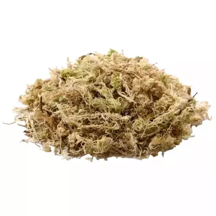 Rahkasammalpuriste Sphagnum 100g Hobby - Terraarion tarvikkeet ja kuivikkeet - 059174 - 2