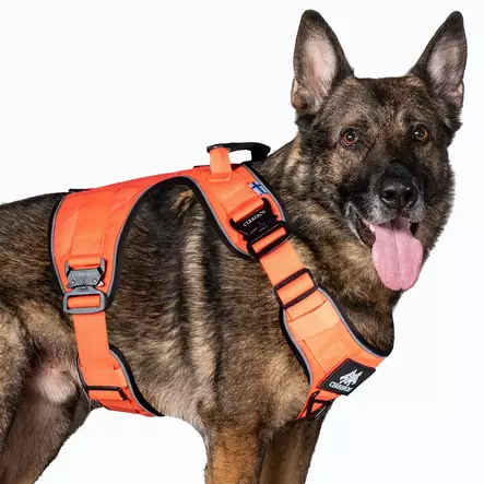 Y-valjas Active rescue orange Cerberos - Koiran Y-valjaat - 059034 - 2