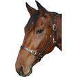 Nahkariimu jenkki 20mm ruskea GP-Tack - Hevosen nylonriimut - 030214 - 2