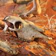 Piilo Buffalo Skull ExoTerra - Terraarion tarvikkeet ja kuivikkeet - 037664 - 2