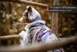 Y-valjas Line 5.0 Rachel Pohl edition purple-pink Non-Stop dogwear - Koiran Y-valjaat - 052924 - 3