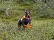 Huomioliivi Protector Cover 2.0 oranssi Non-stop dogwear - Koiran heijastimet ja turvavalot - 059644 - 2