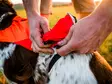 Huomioliivi Protector Cover 2.0 oranssi Non-stop dogwear - Koiran heijastimet ja turvavalot - 059644 - 4