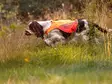 Huomioliivi Protector Cover 2.0 oranssi Non-stop dogwear - Koiran heijastimet ja turvavalot - 059644 - 3