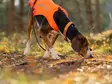Huomioliivi Protector Cover 2.0 oranssi Non-stop dogwear - Koiran heijastimet ja turvavalot - 059644 - 5