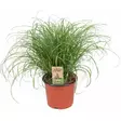 Kissanruoho muoviruukussa 13cm PetPlant - Kissan herkut ja makupalat - 056194 - 1