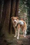 Koiran reppu Trail Light backpack harmaa Non-stop dogwear - Koiran retkeily ja vaellus - 050874 - 5