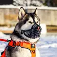 Kuonokoppa muovi musta-harmaa Cerberos - Kuonokopat - 059044 - 3