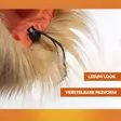 Leijonanharjakaulus koiralle Hofman Animal Care - Koiran tossut, sukat ja korvasuojat - 058014 - 5