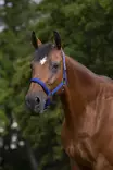Riimu topattu XFULL sininen/musta Norton - Hevosen nylonriimut - 021814 - 1